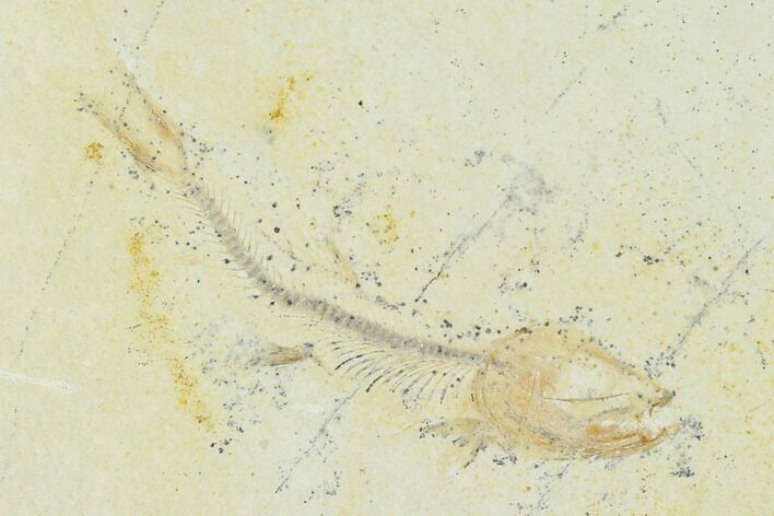 Jurassic Fossil Fish (Orthogoniklethrus) - Solnhofen Limestone #139375